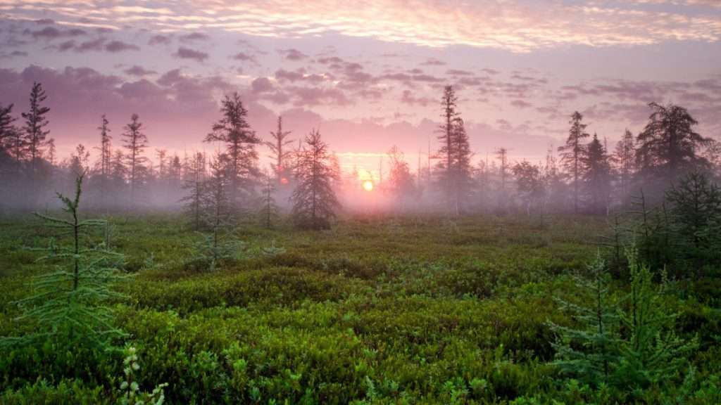 Mer Bleue Bog National Capital Greenbelt Photo credit National Capital Commission